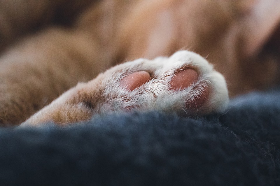 Chill Paws Dosage: The Ultimate Guide to Calm Your Pet Naturally