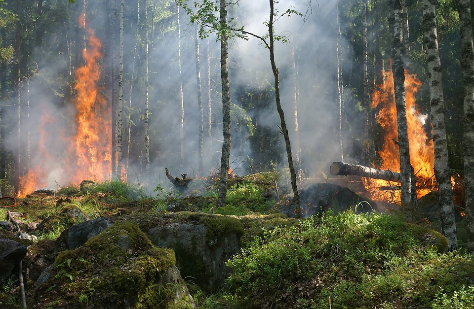 Effects of Forest Fires on Wildlife and Environment