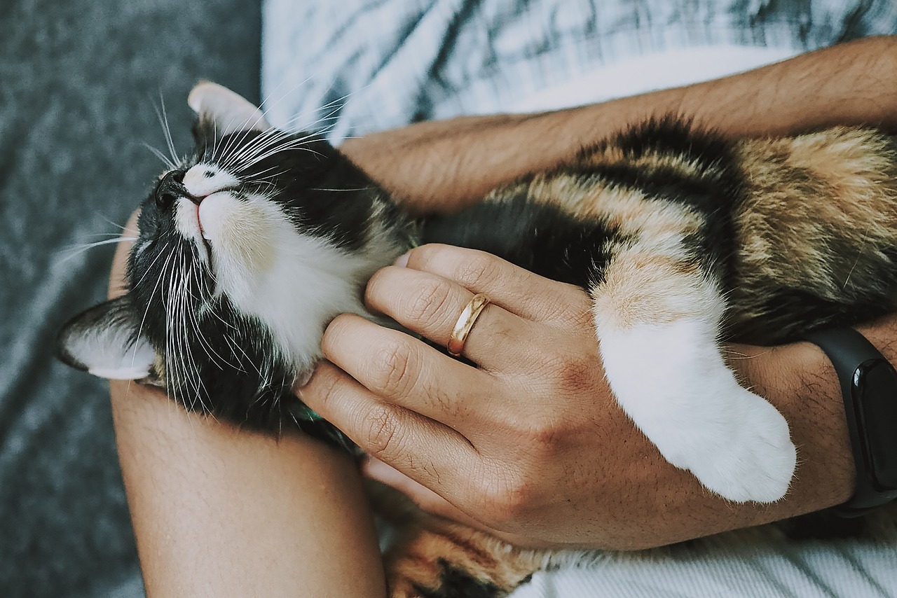 CBD for Pets Anxiety: The Ultimate Solution to Your Pet's Stress