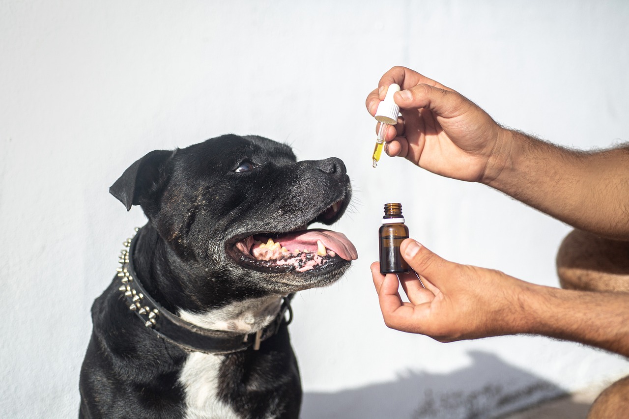 CBD for Dogs with Anxiety Reviews: Is This Powerful Remedy Really Helping or Hurting Your Dog?